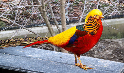 golden-pheasant-1.jpg
