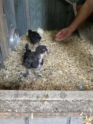 Alchemist Farm Chicks feathered legs ?.jpg