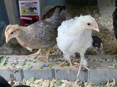 Alchemist Farm Chicks Moss Egger(white) and ?.jpg