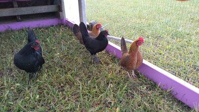 4 birds 2.jpg