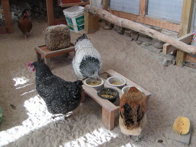 Feeder Stand w Removable bowls.jpeg