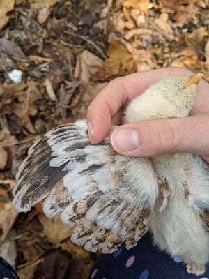 Poussin 1.1.jpg