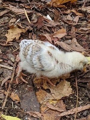 Poussin 1.2.jpg