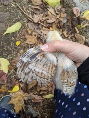 Poussin 2.1 foncé.jpg