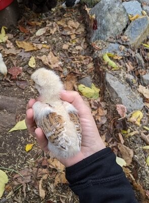 Poussin 2.jpg
