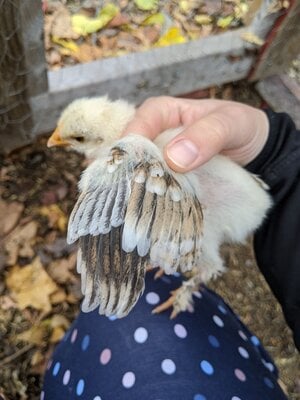 POussin 3.1.jpg