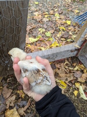 Poussin 3.jpg