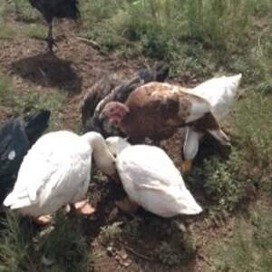 Gander's ducks