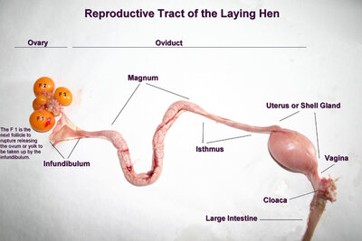 repro_tract_hen_labeled.jpg