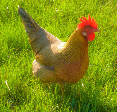 leghorn.jpg