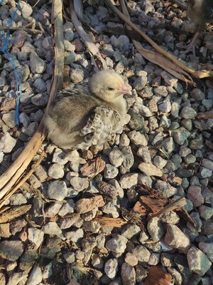 Chick died suddenly overnight. Video of symptoms attached