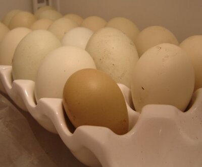 egg2020.jpg egg2020.jpg