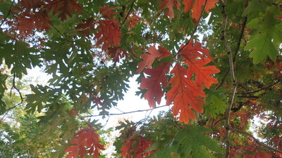 Oak leaves 101020.JPG