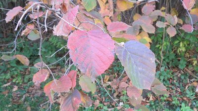 Hazelnut leaves 101020.JPG