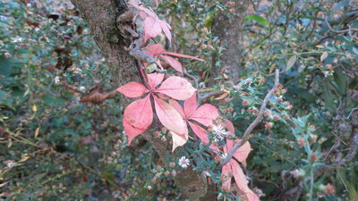 Virginia creeper 2 101020.JPG