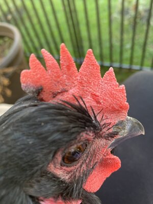 4ABF16D8-BFAC-494E-A025-8D7FA6069F7D.jpeg