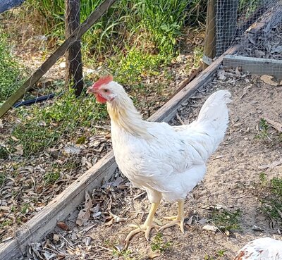 Chicken 2.jpg