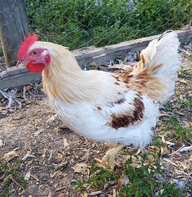 Chicken 6.jpg