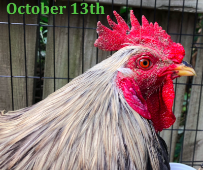 New Oct 13.png