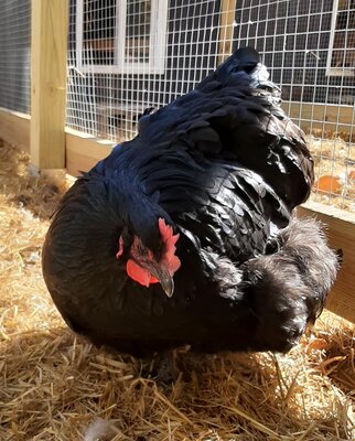 Black Orpington Hen.jpg
