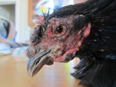 Fowl pox info, prevention, treatment and more. **Graphic Photos**