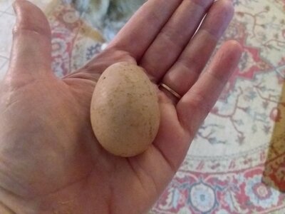 chickens.6.jpg