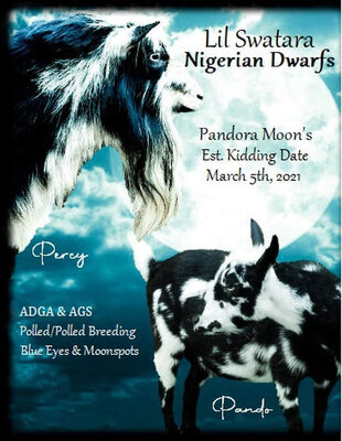 Nigerian Dwarf blue.jpg
