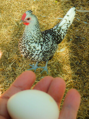first egg.jpg