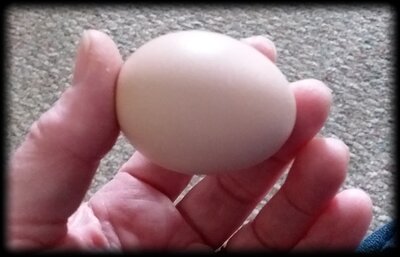 chickens.7.jpg