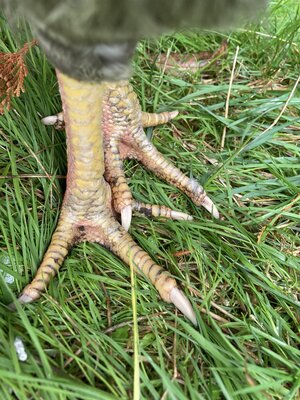 IMG_0544.jpeg