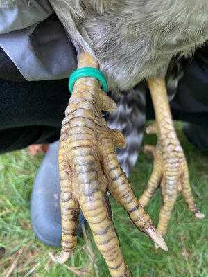IMG_0545.jpeg