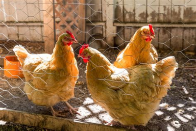 Reasons we should all spend extra time with our hens, and and reasons we love them...