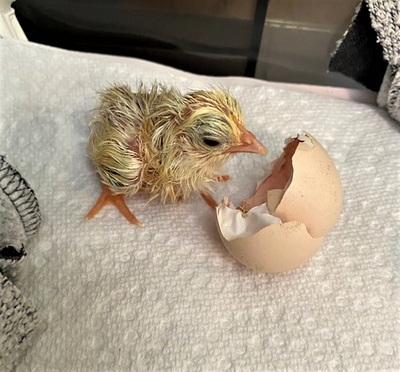 First Chick1 (3).png