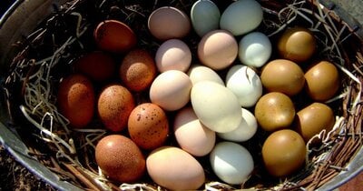 There is more to an egg than meets the eye - interesting egg facts