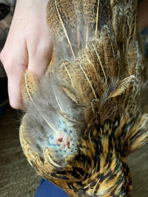nutmeg-feathershafts.jpg