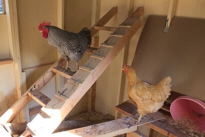 Leon's chicken coop