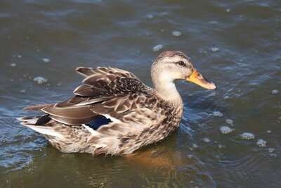 mallard-duck.JPG