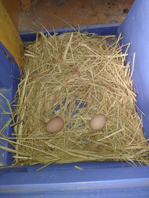 egg1.jpg