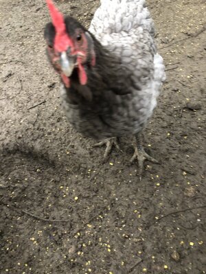 Coccidiosis?