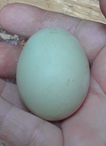 1st egg!.png