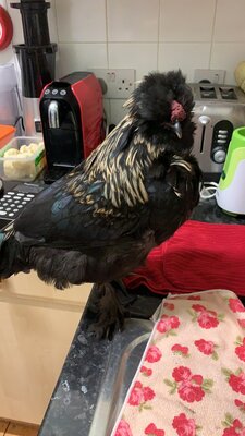 D518DC22-BD13-493E-B889-E2E7E11661E3.jpeg