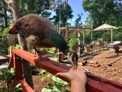 Peahen eating from hand.png