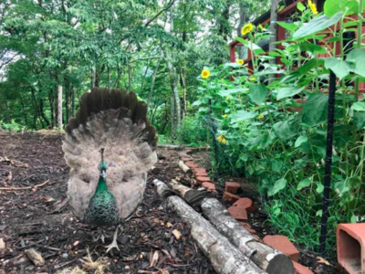 Peahen puffed up at cat.png