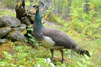 peahen beautiful s.jpg