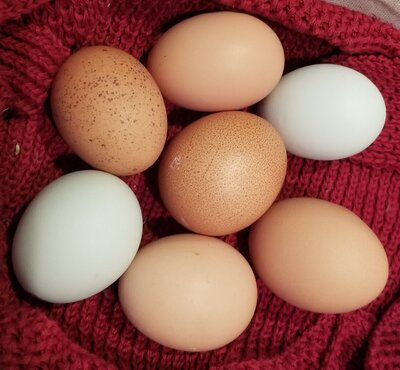 10.24.2020 7 eggs.jpg