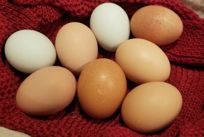 10.25.2020 8 eggs.jpg