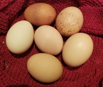 10.26.2020 6 eggs.jpg