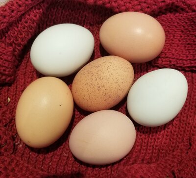 10.27.2020 6 eggs.jpg
