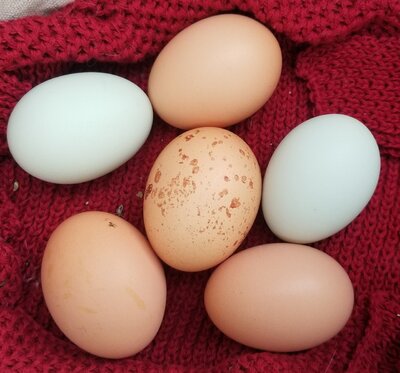 10.28.2020 6 eggs.jpg
