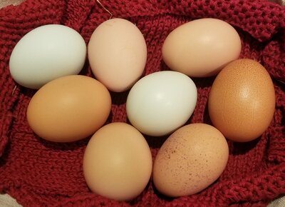 10.29.2020 8 eggs.jpg